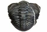Giant, Enrolled, Pedinopariops Trilobite - Mrakib, Morocco #146605-4